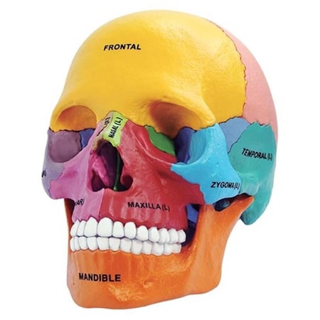 Tedco Toys Tedco Toys 26087 4D Anatomy Didactic Exploded Skull Model 26087
